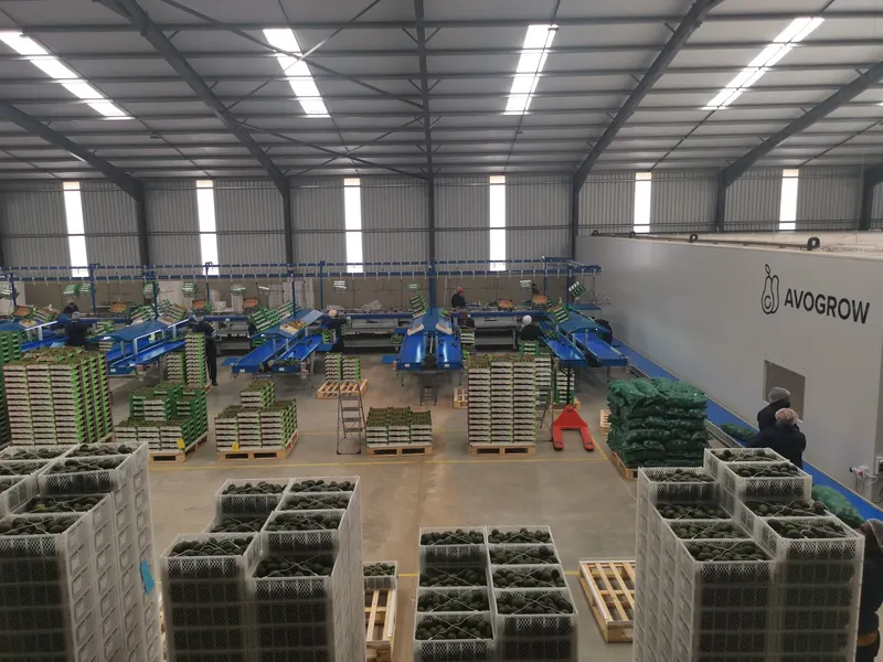 A packhouse floor with crates of avocados and blue packing lines