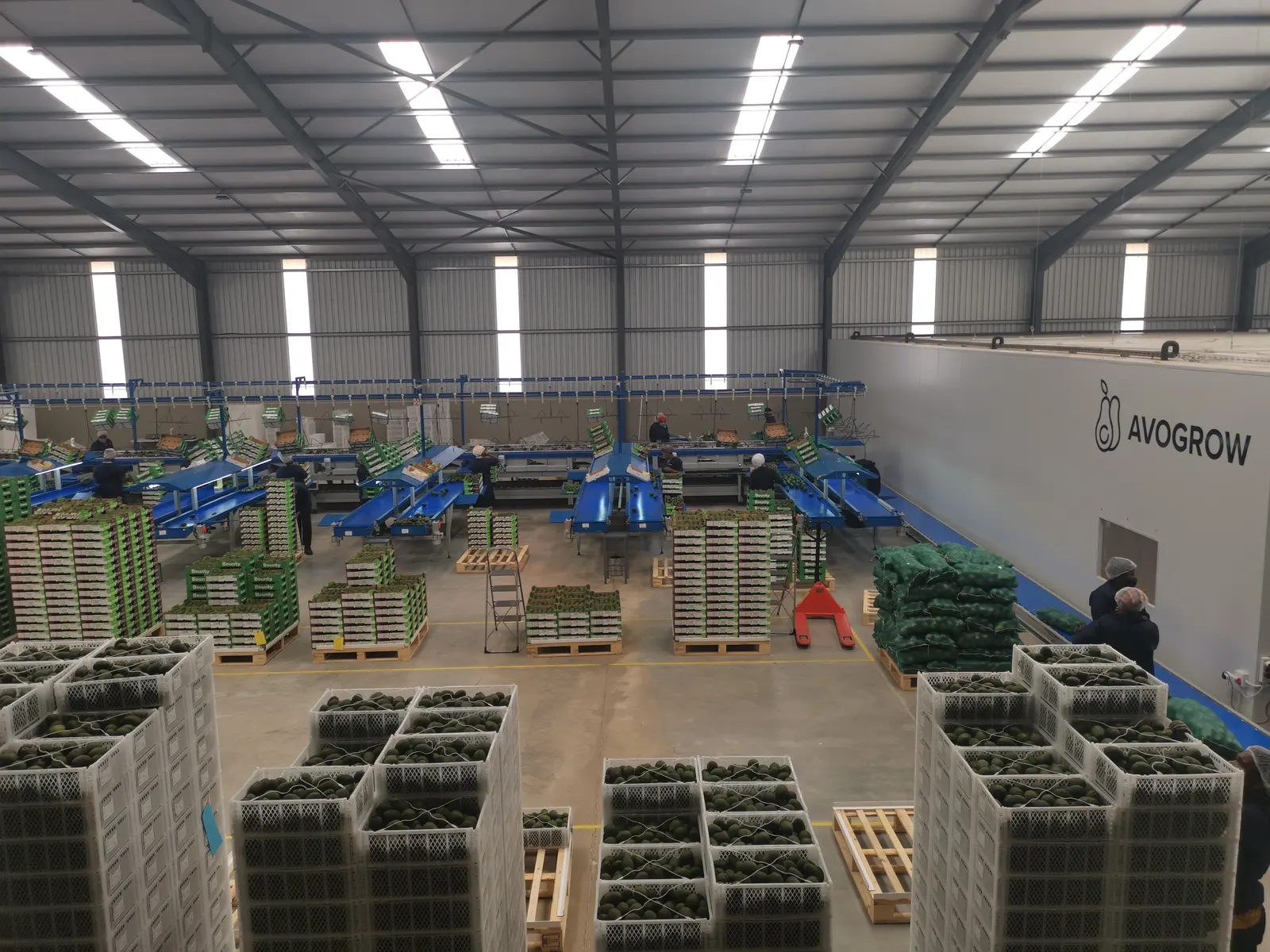 A large packhouse floor with stacked crates of avocados and blue packing lines under a steel roof